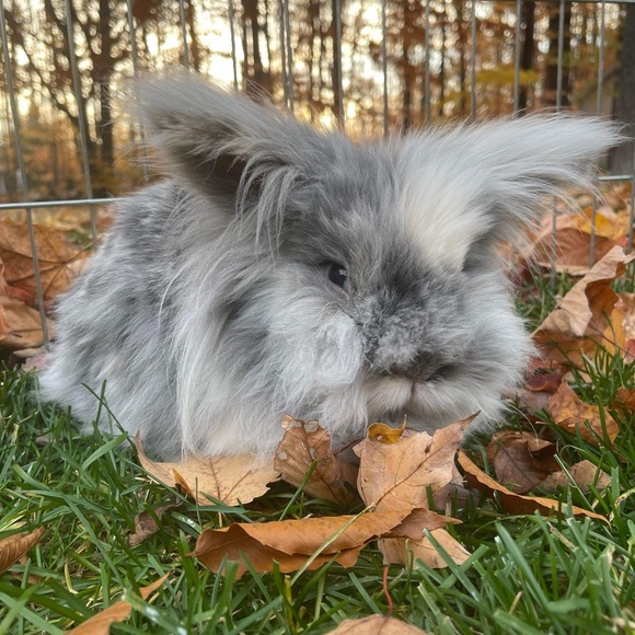 Meet your Posher, Cindy - Picture 4 of 4